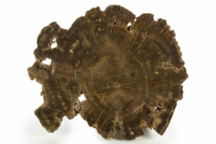 Polished Cretaceous Petrified Wood Round - Texas #320753